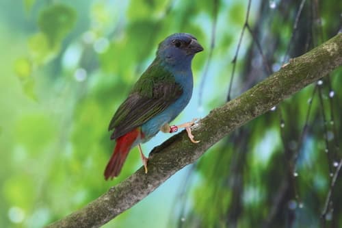 Tricolored Parrotfinch