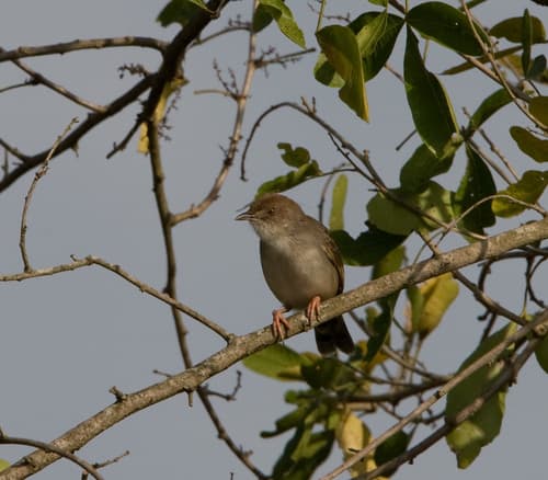 Trilling Cisticola