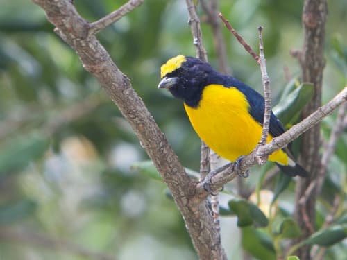 Trinidad Euphonia