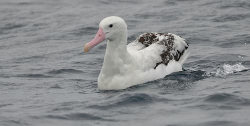 Tristan Albatross