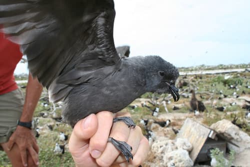 Tristram's Storm-Petrel