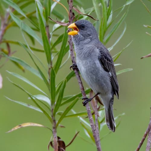 Tropeiro Seedeater