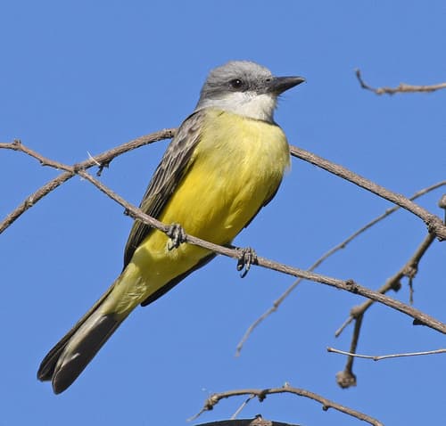 Tropical Kingbird
