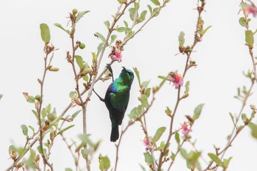 Tsavo Sunbird