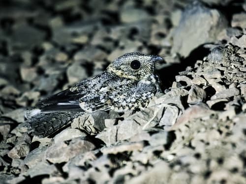 Tschudi's Nightjar