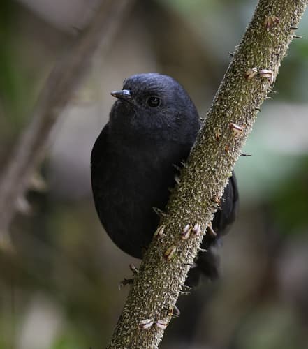 Tschudi's Tapaculo