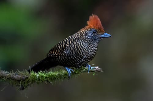 Tufted Antshrike