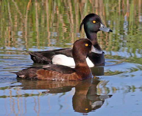 Tufted Duck