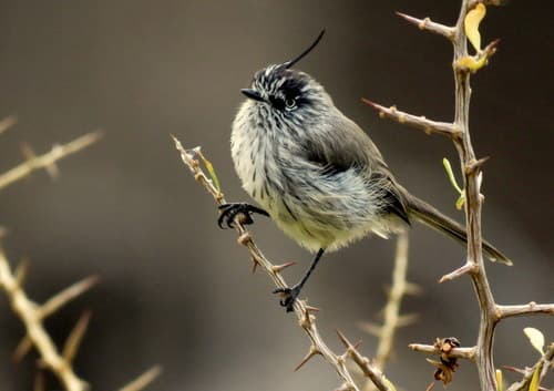 Tufted Tit-Tyrant