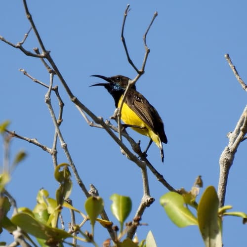 Tukangbesi Sunbird