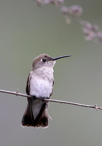Tumbes Hummingbird