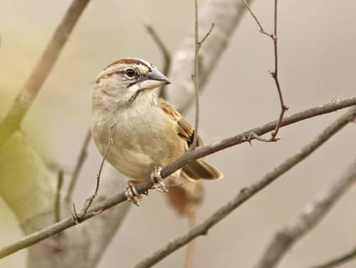 Tumbes Sparrow