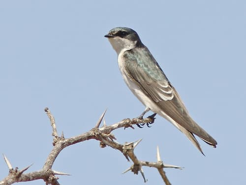 Tumbes Swallow