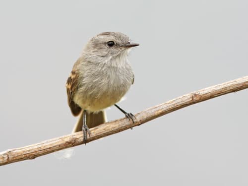 Tumbesian Tyrannulet