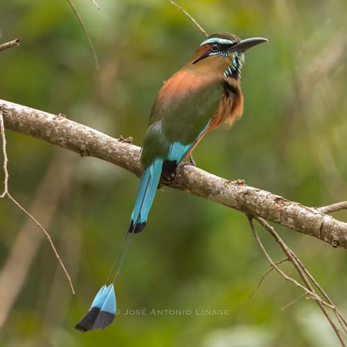 Turquoise-browed Motmot