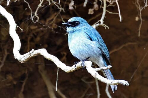 Turquoise Flycatcher