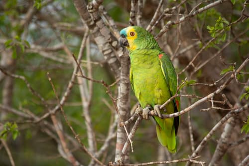 Turquoise-fronted Amazon