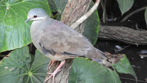 Tuxtla Quail-Dove