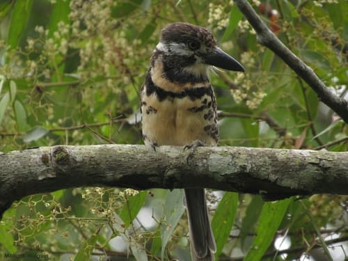 Two-banded Puffbird