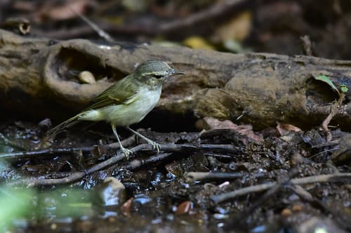 Tytler's Leaf Warbler