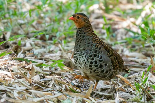 Udzungwa Partridge