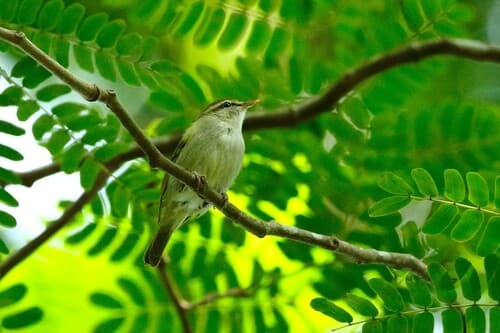 Uganda Woodland-Warbler