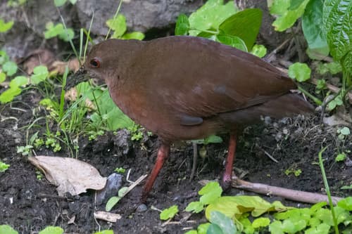 Uniform Crake