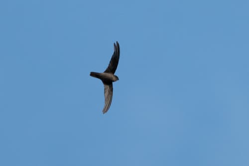 Uniform Swiftlet