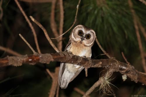Unspotted Saw-whet Owl