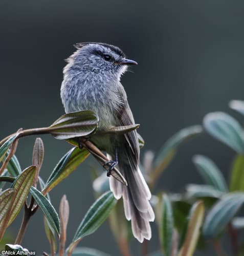 Unstreaked Tit-Tyrant