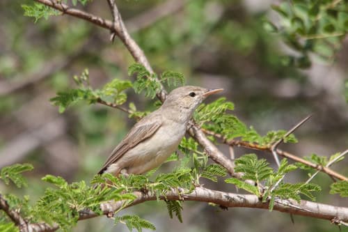 Upcher's Warbler