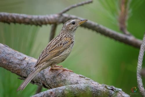 Upland Pipit