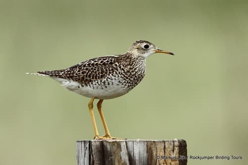 Upland Sandpiper