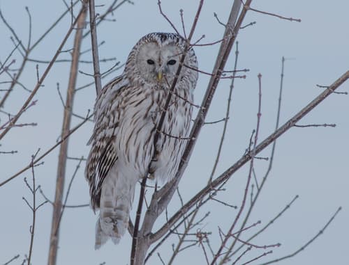 Ural Owl