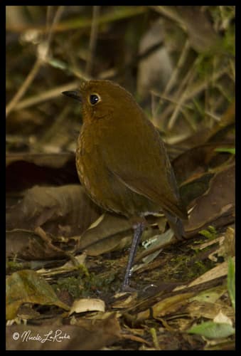 Urubamba Antpitta