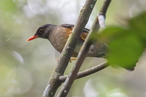 Usambara Thrush