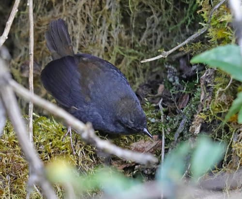 Utcubamba Tapaculo