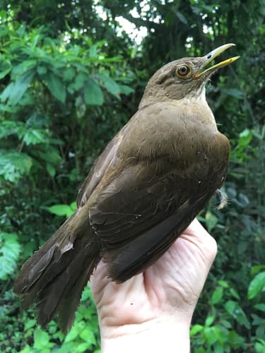 Várzea Thrush