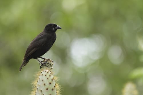 Vampire Ground-Finch