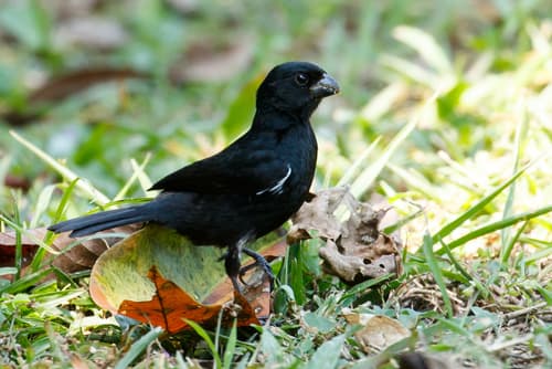 Variable Seedeater