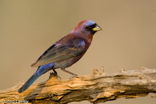 Varied Bunting