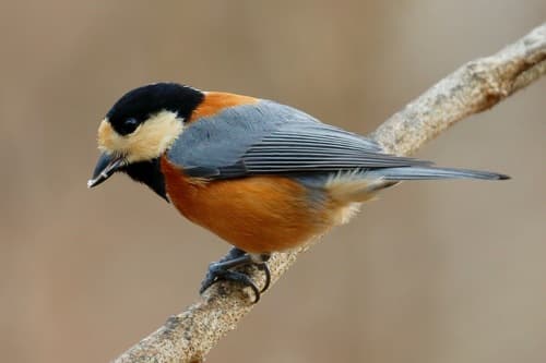 Varied Tit
