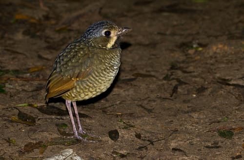 Variegated Antpitta