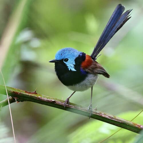 Variegated Fairywren