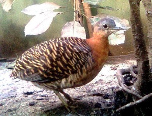 Variegated Tinamou