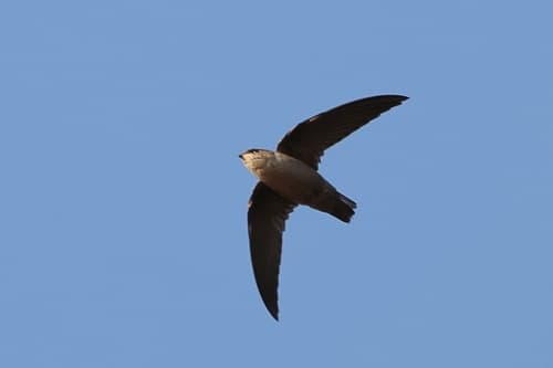Vaux's Swift