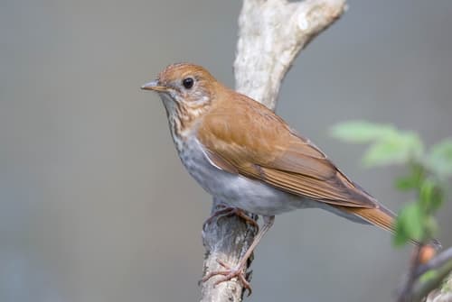 Veery