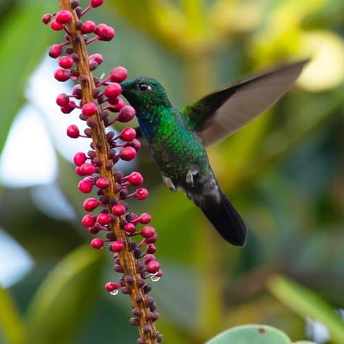 Velvet-browed Brilliant