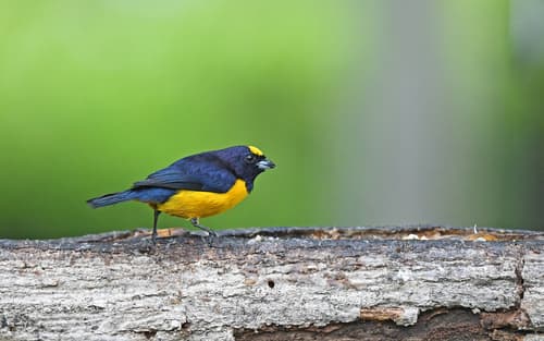 Velvet-fronted Euphonia