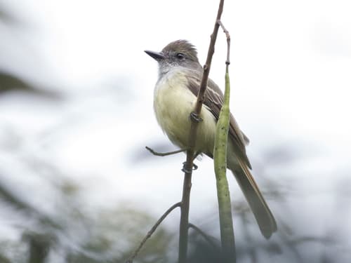 Venezuelan Flycatcher